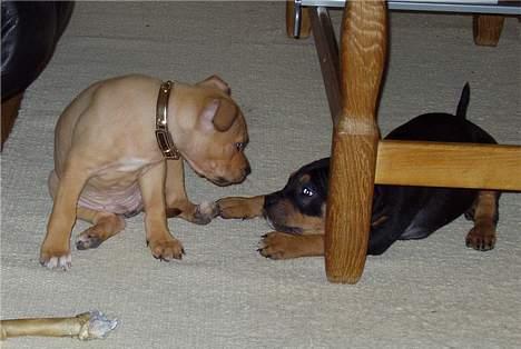 Amerikansk staffordshire terrier Koda - skal du snappes brow? billede 12