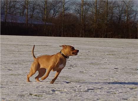 Amerikansk staffordshire terrier Koda - dumdumdumdum.. superhuuuund... billede 13