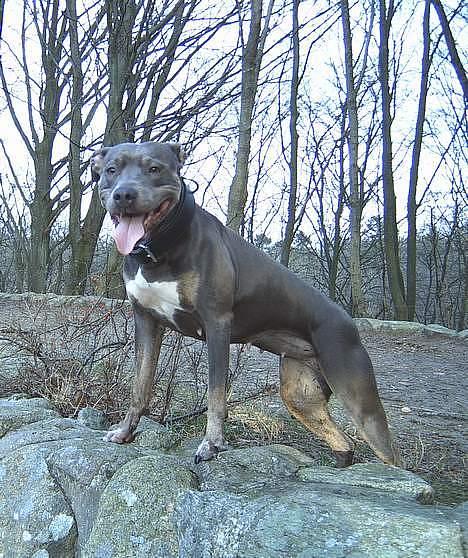 Amerikansk staffordshire terrier #Tira#R.I.P - Tiras dejlige mor billede 3