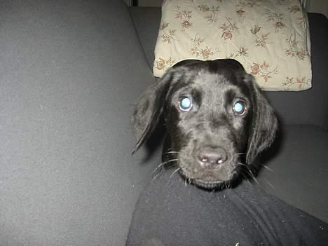 Blanding af racer speedy - hej hvad laver du far billede 6