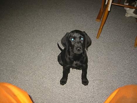 Blanding af racer speedy - altså hvad er det du laver  billede 7