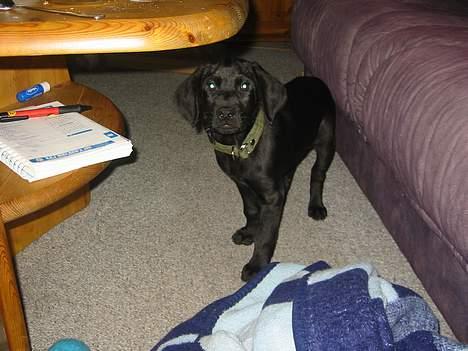 Blanding af racer speedy - hold så op med at tage billeder af mig altså billede 8