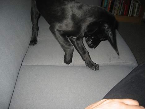 Blanding af racer speedy - hjælp jeg tabte min godbid ned i revnen i sofaen billede 9