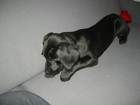 Blanding af racer speedy - jeg kan ikke finde min godbid billede 10