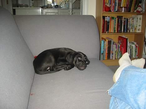 Blanding af racer speedy - ligger lige og slapper af billede 11