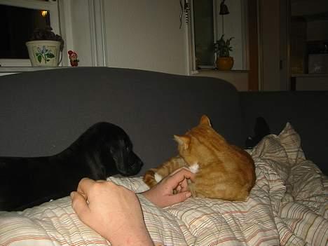 Blanding af racer speedy - ligger lige og slapper af sammen med garfild billede 14