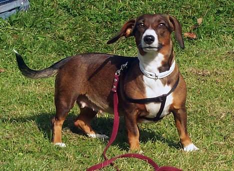 Blanding af racer Prima billede 1