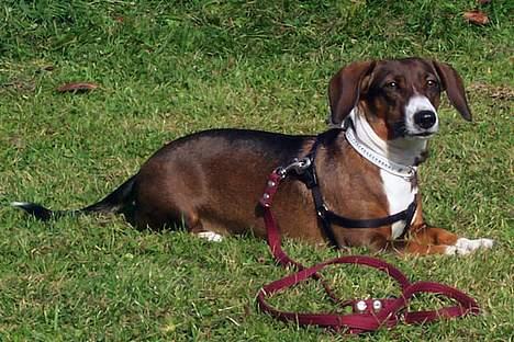 Blanding af racer Prima billede 2