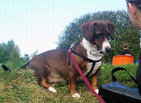 Blanding af racer Prima billede 3