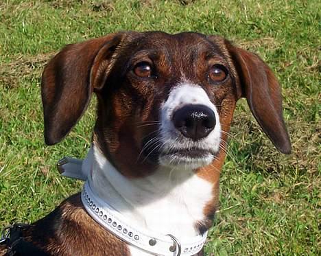 Blanding af racer Prima billede 4