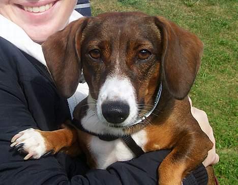 Blanding af racer Prima billede 5