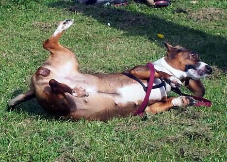 Blanding af racer Prima billede 7