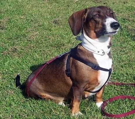 Blanding af racer Prima billede 8