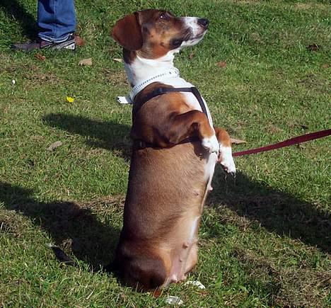 Blanding af racer Prima billede 9