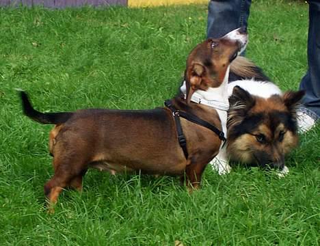 Blanding af racer Prima billede 10