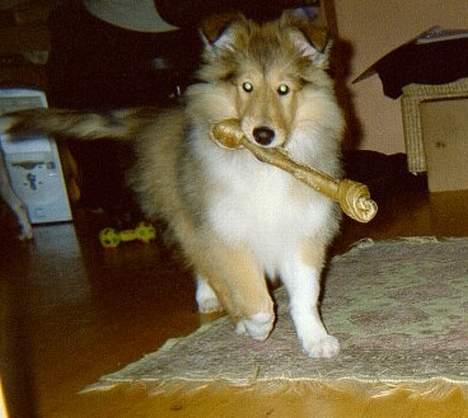 Collie langhåret Vicky - 13 uger billede 7