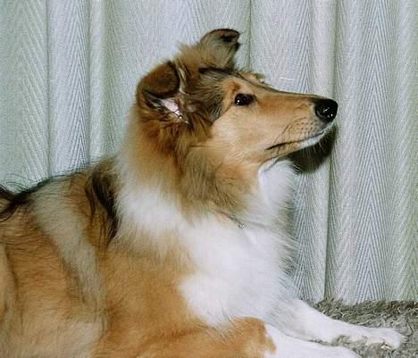 Collie langhåret Vicky - Her er jeg 4½ måned billede 8