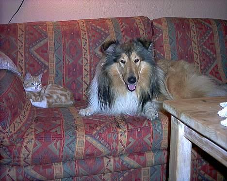 Collie langhåret Vicky - Her med hendes "lillebror" Aslan billede 9