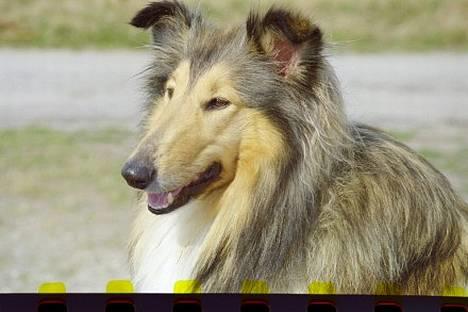 Collie langhåret Vicky - sommer 06 billede 10