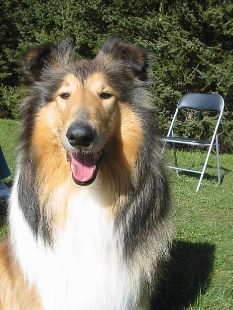 Collie langhåret Vicky - hej.. nogle der vil lege? billede 11