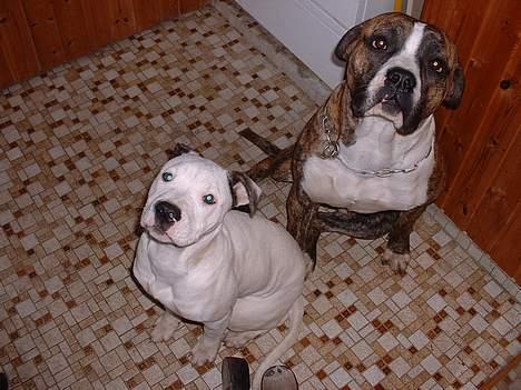 Amerikansk bulldog chang - lille søster til højre for lille manden billede 5
