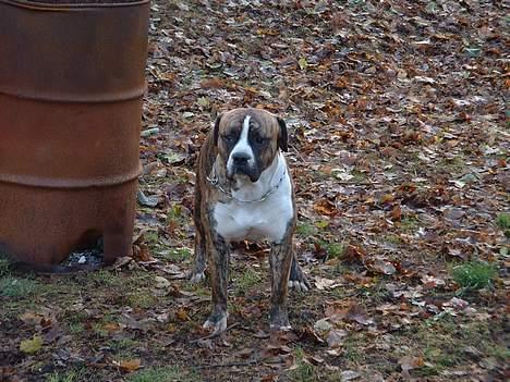 Amerikansk bulldog chang billede 6