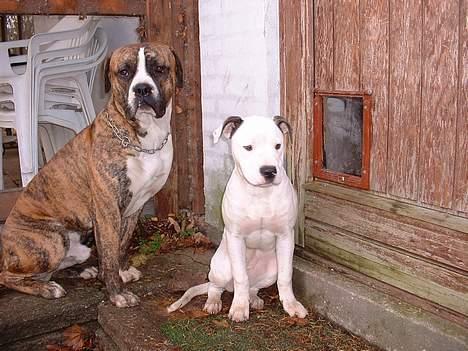 Amerikansk bulldog chang billede 7