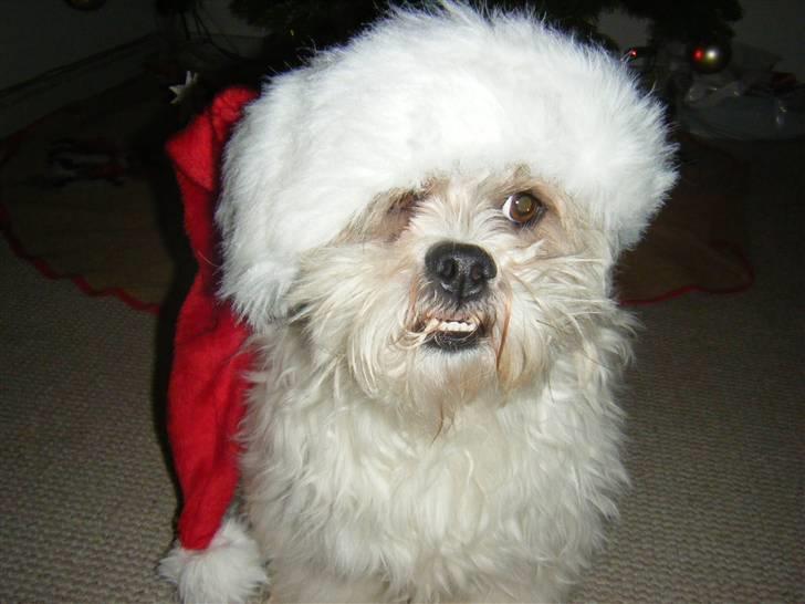 Lhasa apso Walder - walder ønsker alle en glædelig jul... billede 1