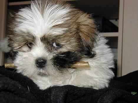 Lhasa apso Walder - walder har lige fået han´s første kødben.. MMMmmmm billede 2