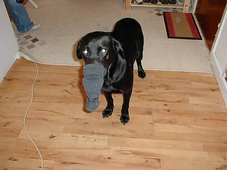 Labrador retriever Roddie - Det der er sku ik sjovt,... HMF!!!!! Venligst fjern sokken....!!! billede 5