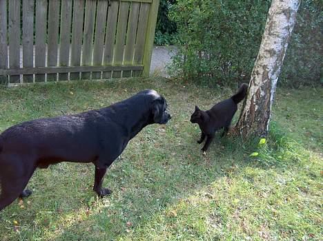 Labrador retriever Roddie - Hvis jeg nu stirre på katten længe nok, går den så ikke sin vej??? Eller skal jeg til at finde jagtinstinktet frem??? HHmmm... billede 6