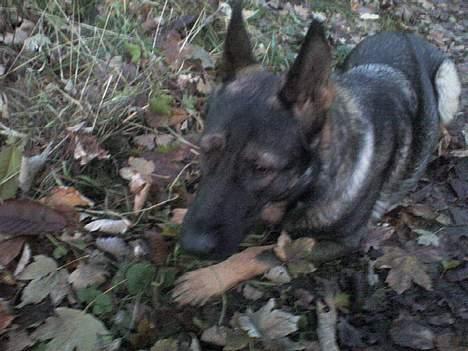 Schæferhund Viki (Bayogi Vefa) - Dæk!  billede 6