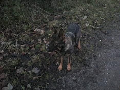 Schæferhund Viki (Bayogi Vefa) - Hmm Hvad er det? billede 7