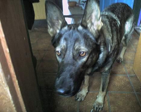 Schæferhund Viki (Bayogi Vefa) - hejsa! billede 8