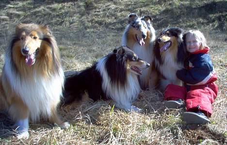 Collie langhåret jackie - forårs hygge billede 4