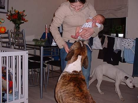 Amerikansk bulldog chang - hundene hilser på den lille nye billede 8