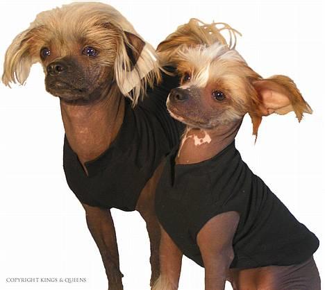 Blanding af racer Carlo - Carlo og lillebror sidder model for kings and queens billede 17