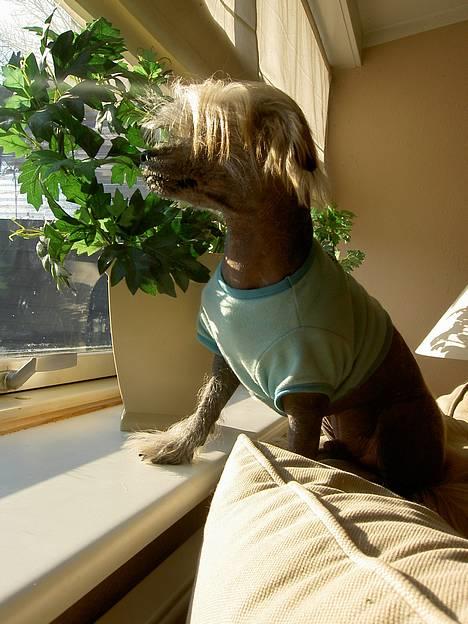 Blanding af racer Carlo billede 18