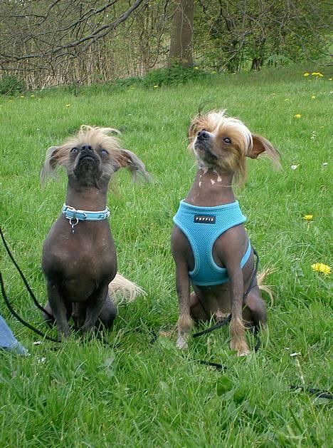 Blanding af racer Carlo - sidder vi ikke pænt.... billede 19