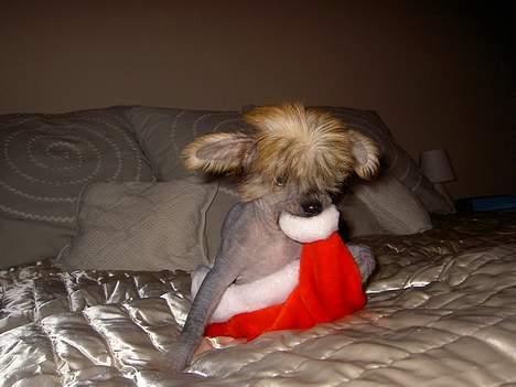 Blanding af racer Carlo - glædelig jul billede 20