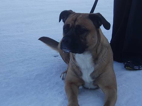 Blanding af racer Freja billede 1