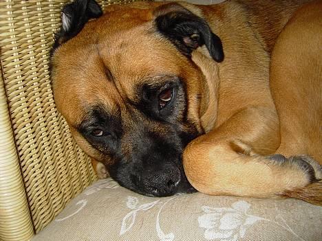 Blanding af racer Freja billede 2