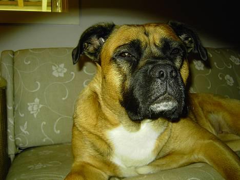 Blanding af racer Freja - Er du bange for mig nu ?? billede 3