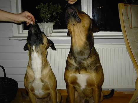 Blanding af racer Freja - jum jum jum billede 4