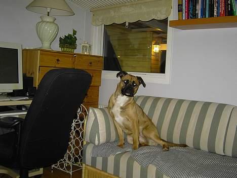 Blanding af racer Freja - siger du at jeg skal gå ned??... det kan du glemme!! billede 5