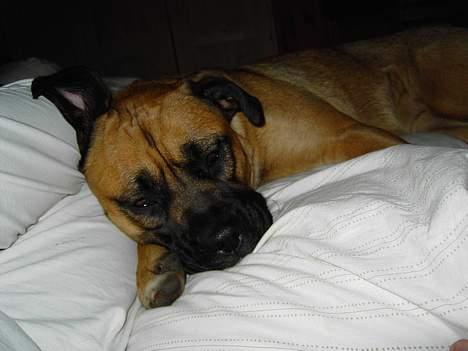 Blanding af racer Freja - åhhh det er såå dejligt at putte helt op ad mor billede 6