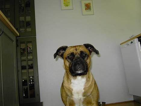 Blanding af racer Freja billede 7