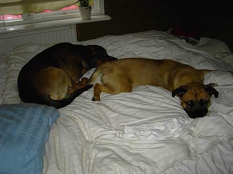 Blanding af racer Freja - pyha godt far ikke er hjemme og ser vi ligger her billede 8