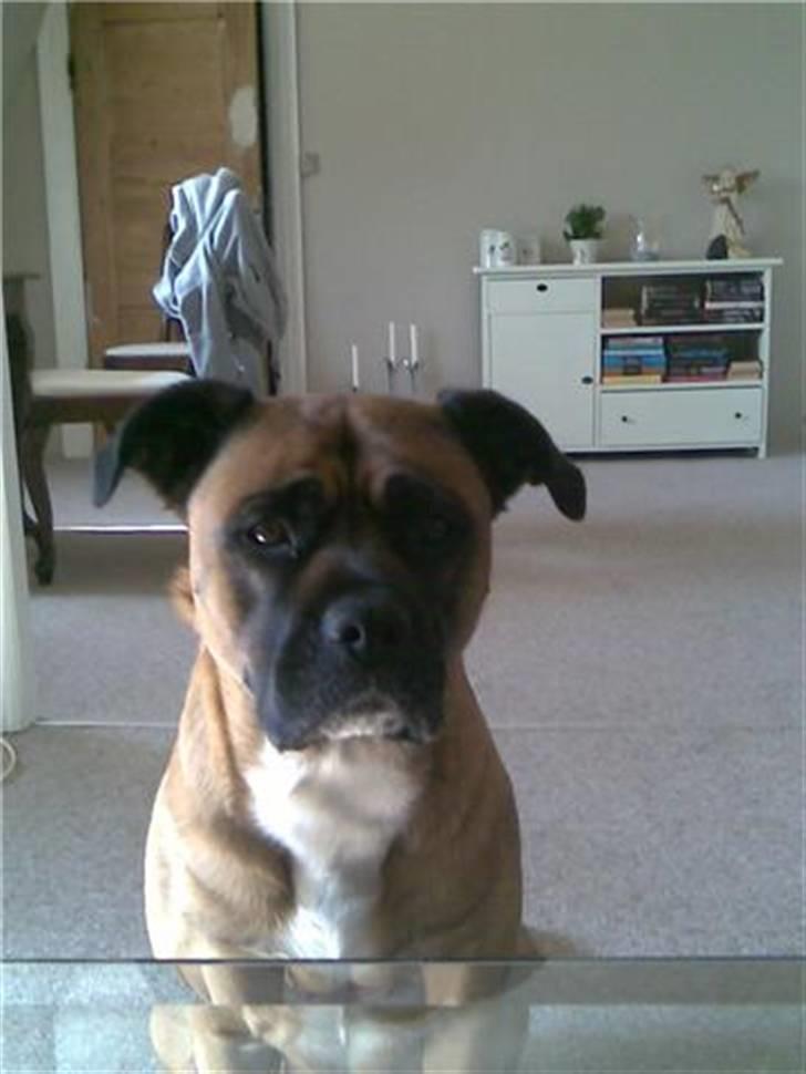 Blanding af racer Freja billede 9