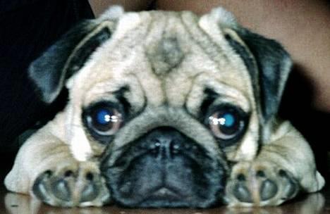 Mops Anton billede 1